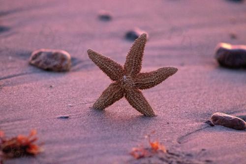 STARFISH DELIGHT