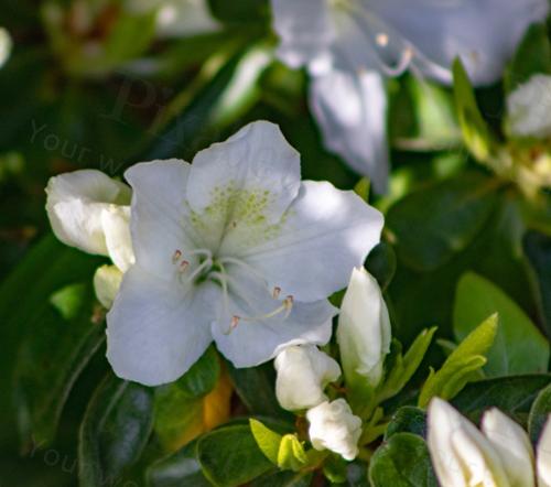 AZALEA IN LIGHT