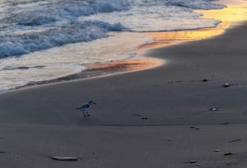 SUNSET PLOVER