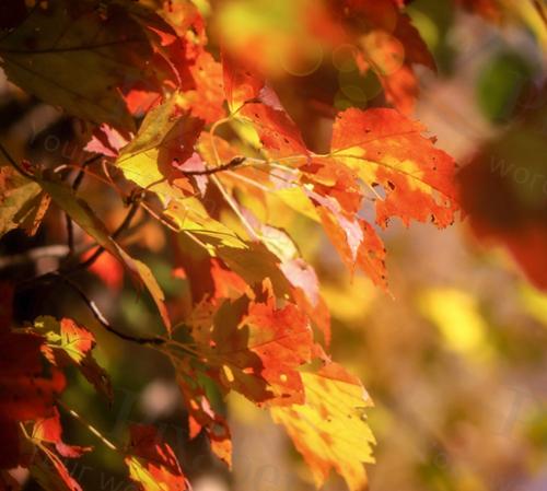 FALL BEAUTY