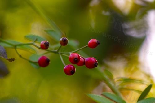 RED BERRIES