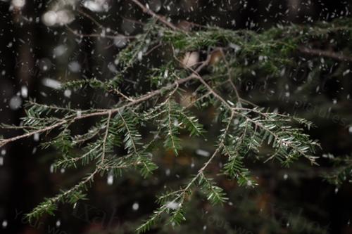 WINTER BRANCHES