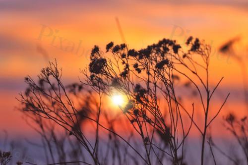 SUNSET BRANCHES