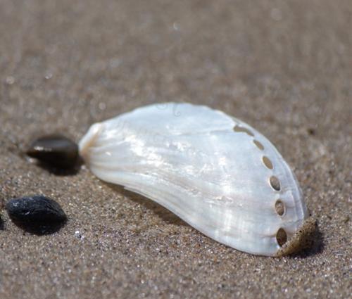 SANDY WHITES