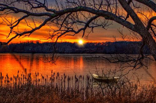 BOAT IN THE TREES