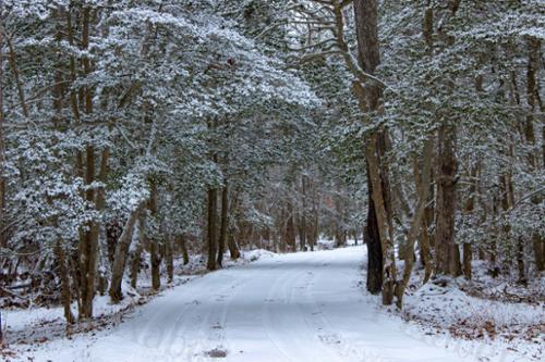 WINTER PATH