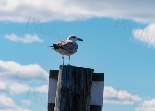 NEWPORT GULL