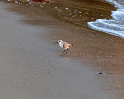 PIPING PLOVER