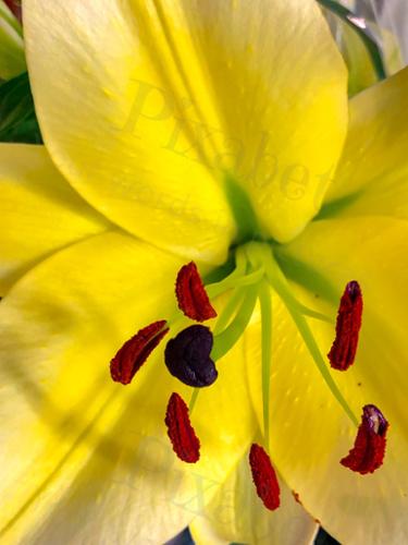 TULIP MACRO