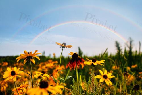 RAINBOW WITH FLOWERS