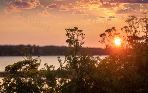 SUNSET WITH QUEEN ANNES LACE