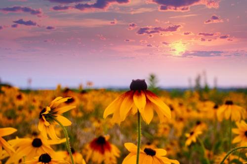 WILDFLOWER SUNSET