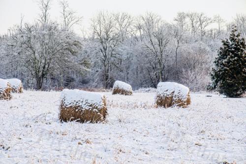 winter hay