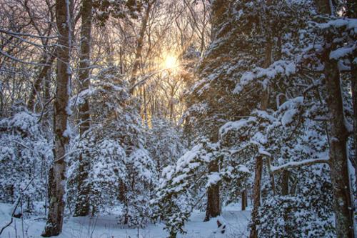 SUNLIGHT THRU THE WINTER WOODS