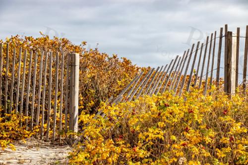 FALL BEACH FENCE